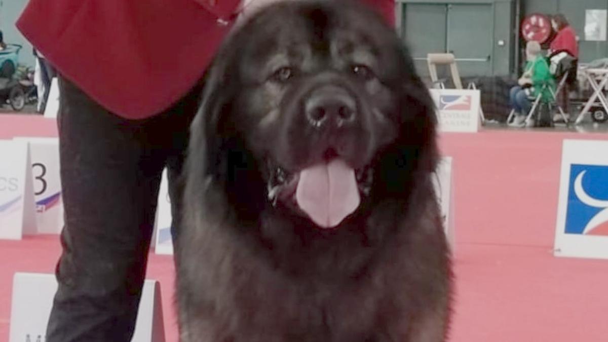 dracula ciobanesc caucazian crescut pompier isu campion european paris