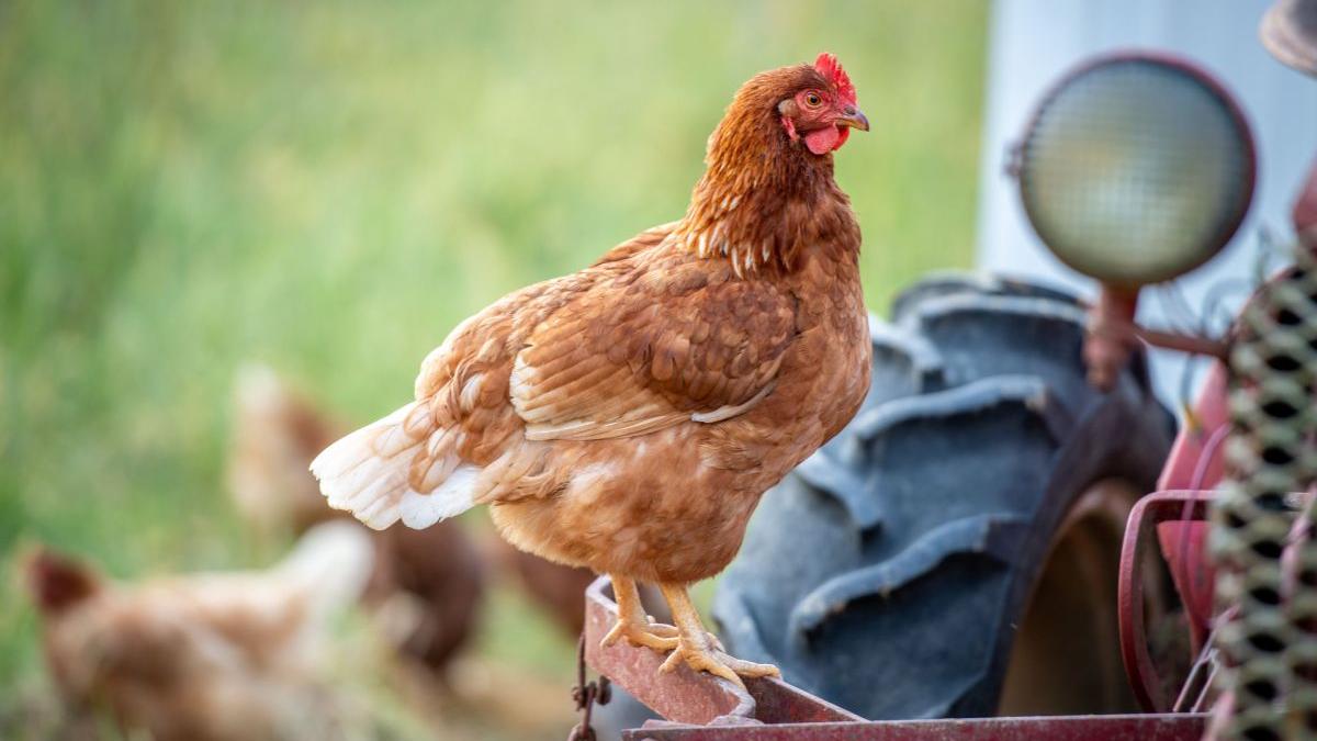 subventii directe comisia europeana crescatori romani bovine porcine pasari