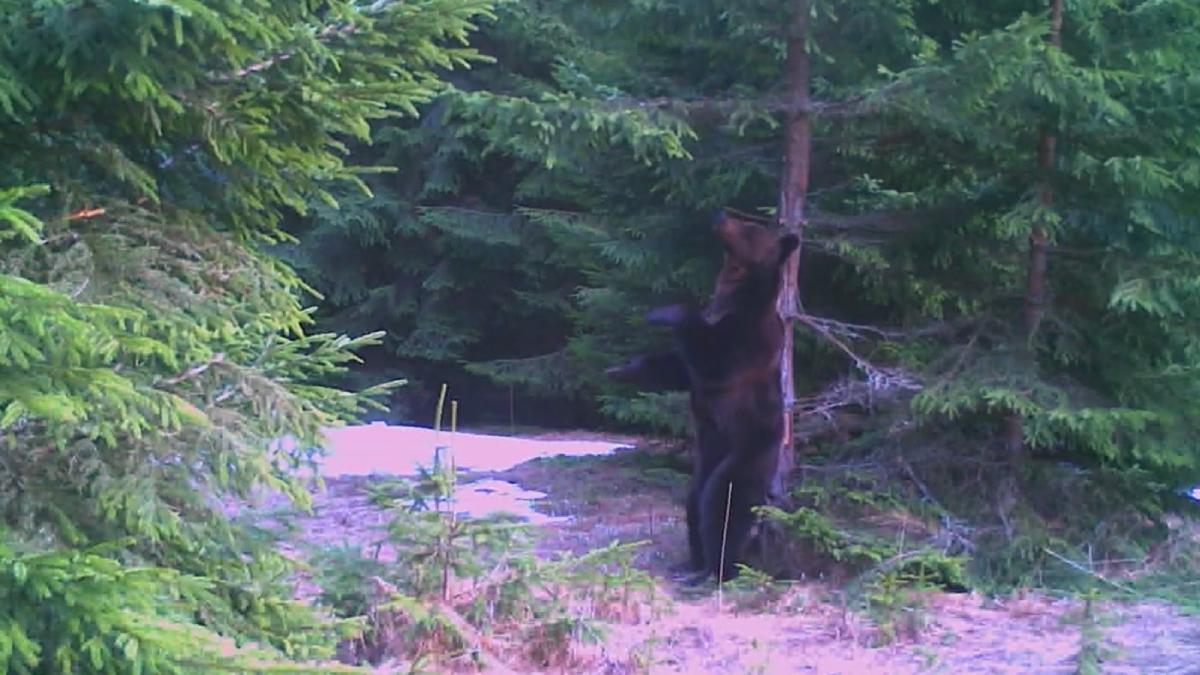 momente amuzante parc national baloo de ceahlau urs scarpina copac