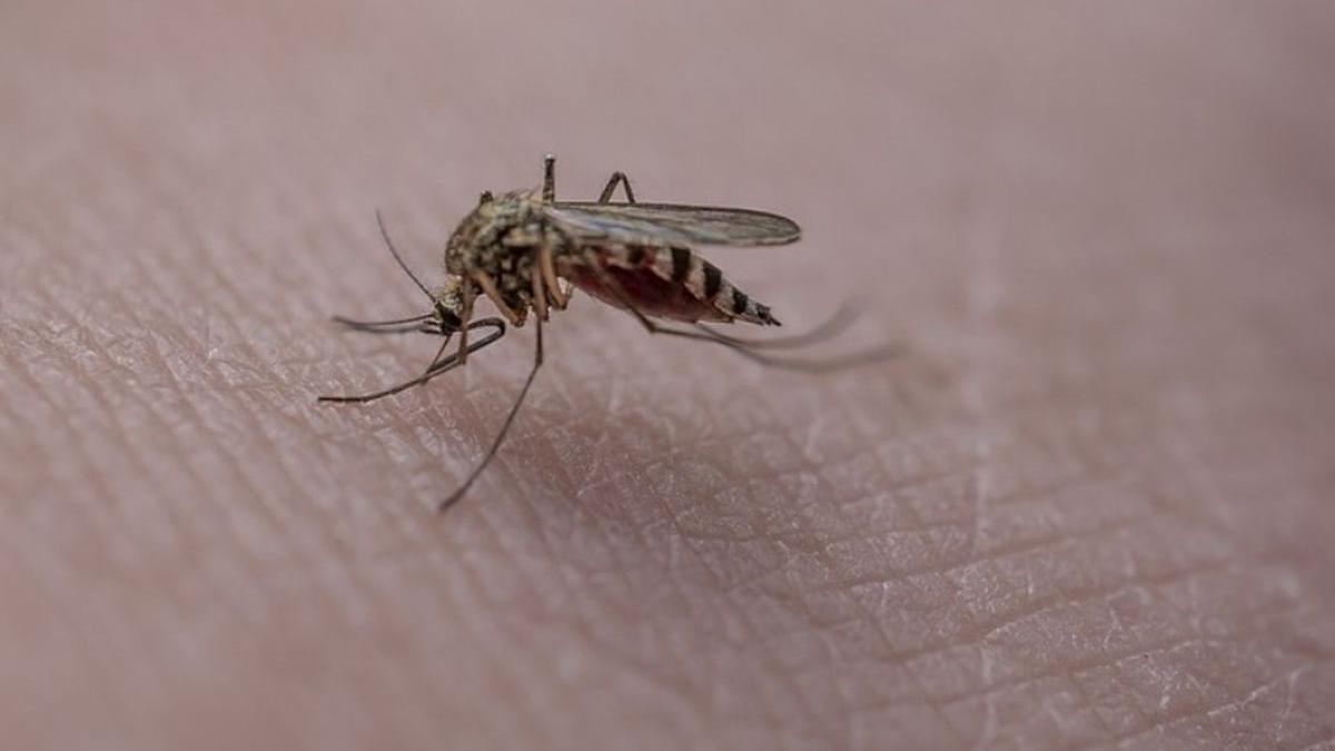 primaria capitalei tratamente combatere larve de tantari