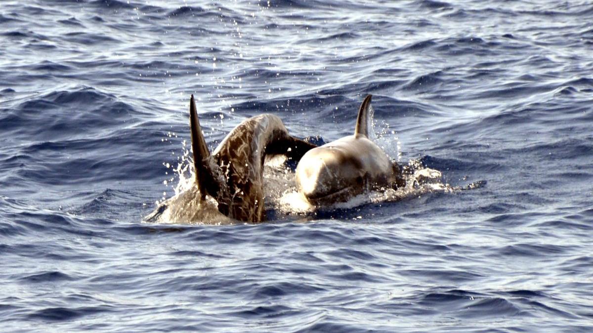 rusi delfini de lupta marea neagra