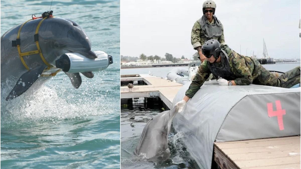 delfinii din romania antrenati sa puna bombe o poveste tinuta ascunsa