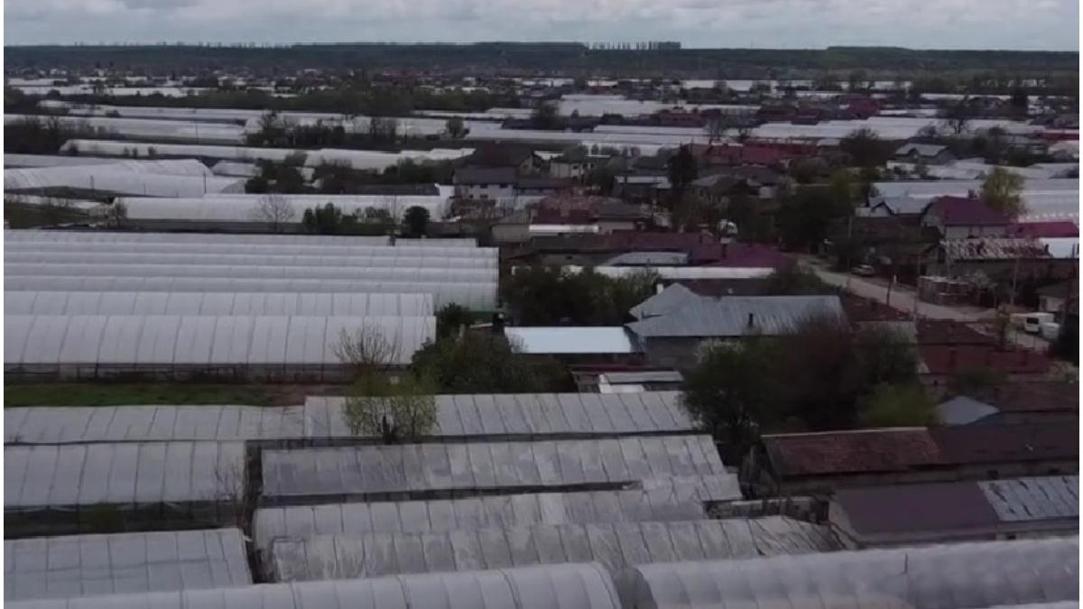 colibasi giurgiu satul fara birt