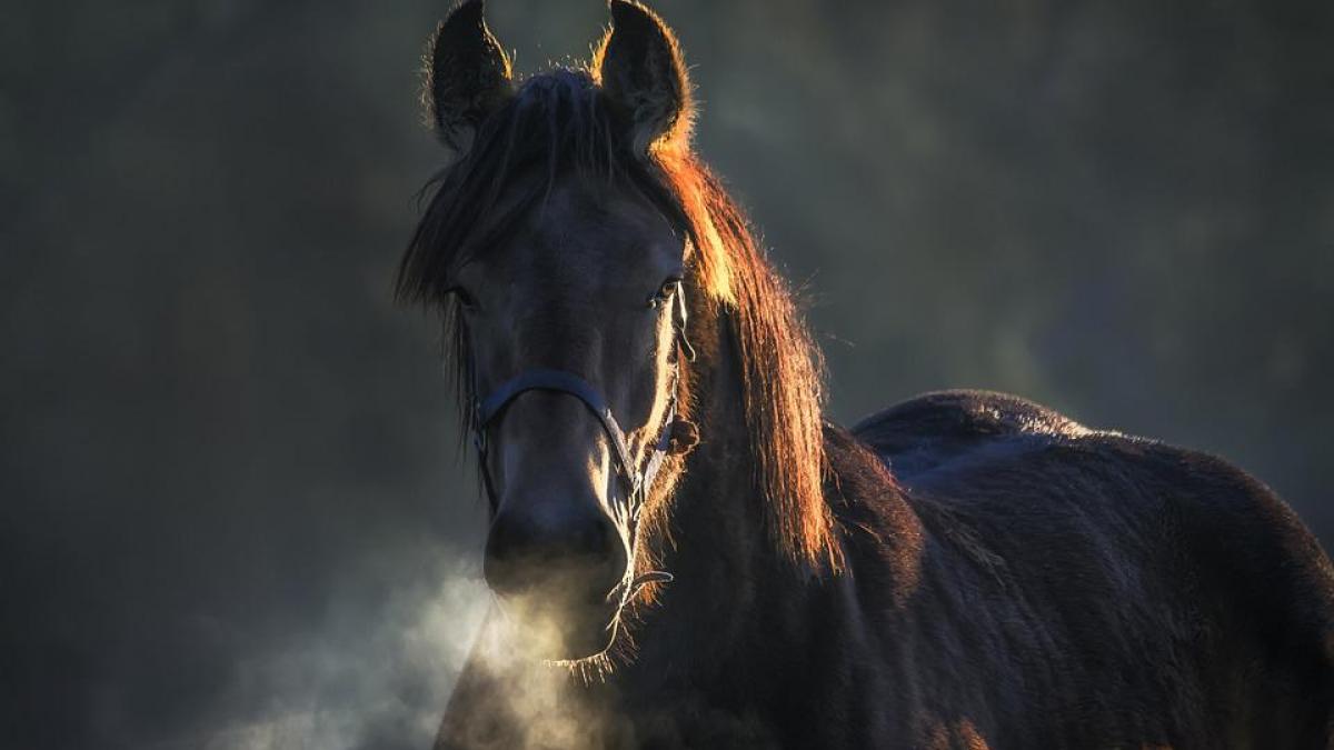 un cal a oprit un tren plin cu calatori la sibiu