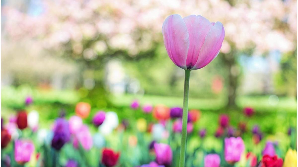 prognoza meteo 2 15 mai temperaturi zilnice peste 20 de grade