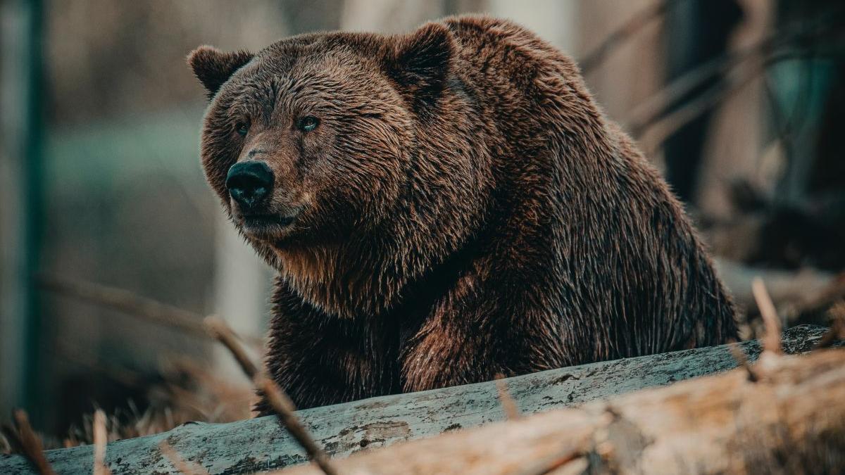 tanar 17 ani atacat urs prahova ro alert