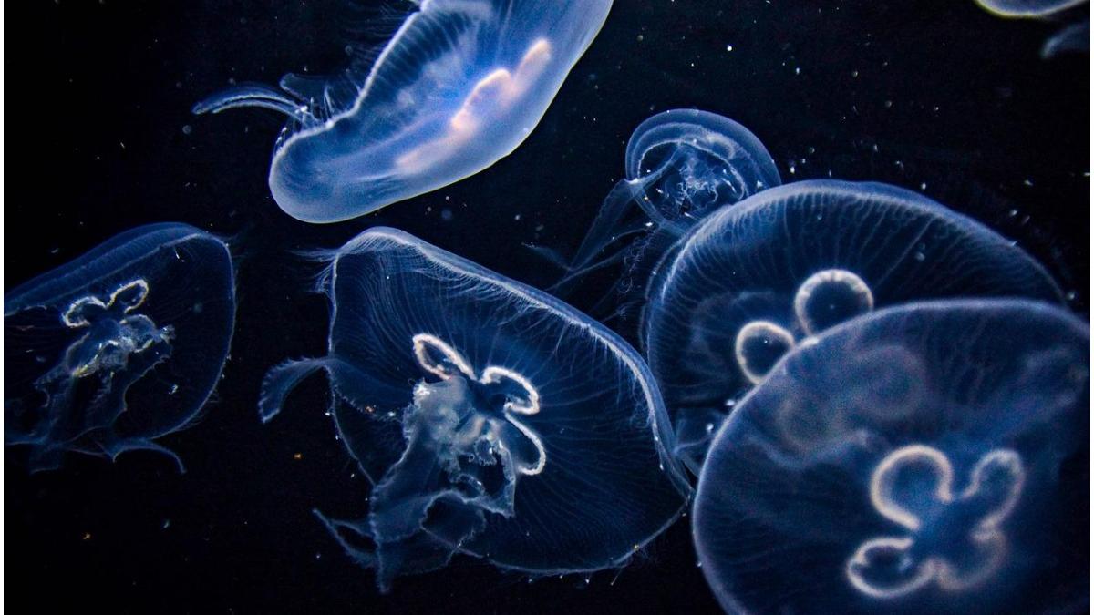 mancarea viitorului meduze