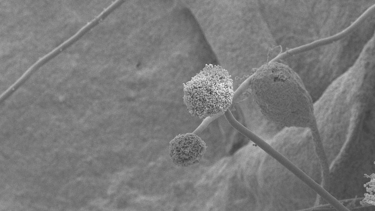 mucegai rezistente medicamente capabil infectare oameni