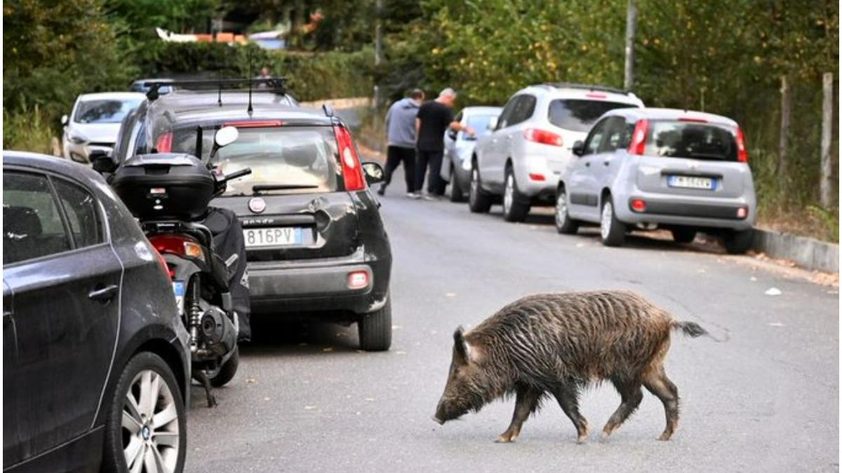 roma restrictii atacuri mistreti salbatici