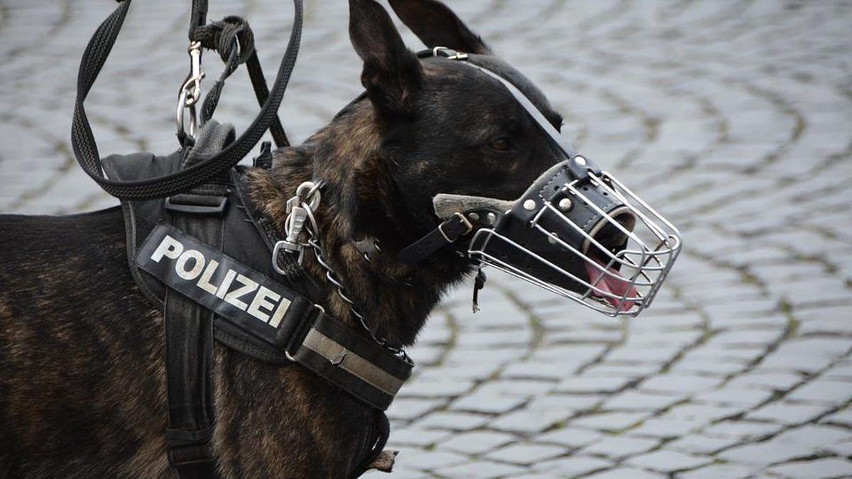 caine politist scapat inchisoare traficant droguri mancat marfa franta