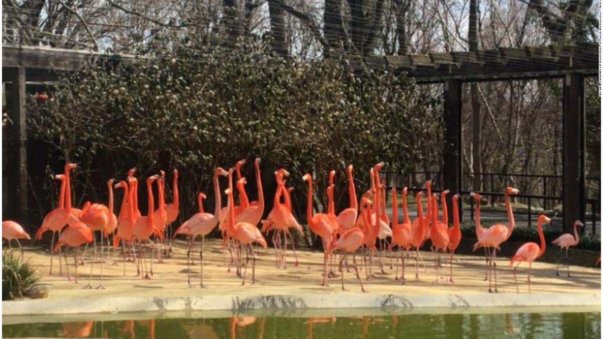 o vulpe salbatica vizita gradina zoologica ucis 25 framingo rata