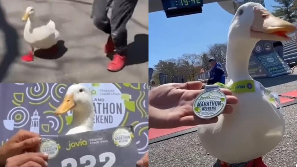 rata cucerire internet participare maraton pantofii sport speciali