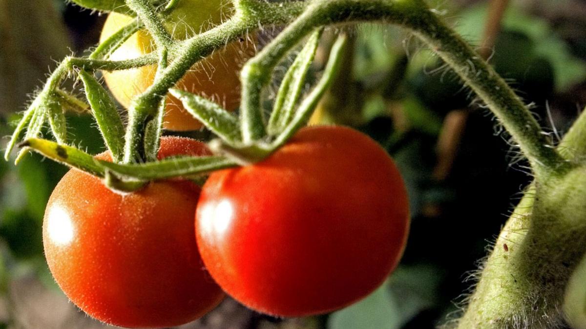 rosii romanesti seminte olandeze piata agricultori