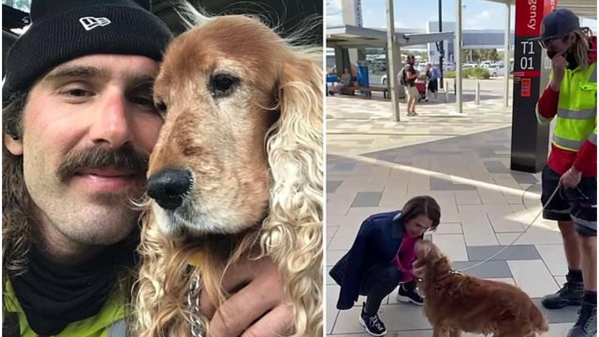 un manipulator de bagaje caine virali internet gest topit inimi oameni