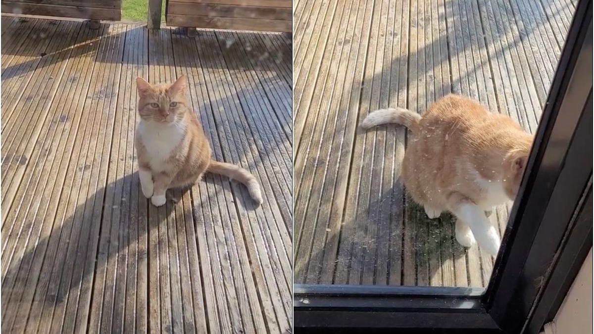 o pisica se preface ca este ranita pentru a fi lasata sa intre in casa clipul a devenit viral