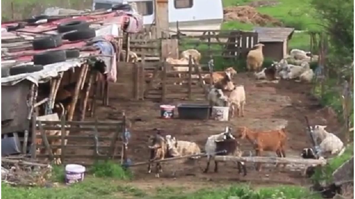 masacru alba oi mancate lupi