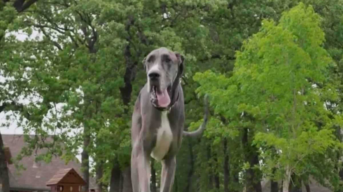 zeus caine inalt cartea recordurilor