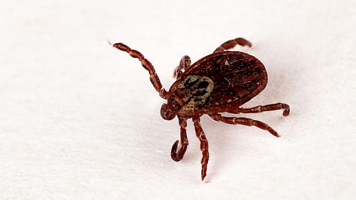 medic alexandra latcu capusa camera urgenta copii