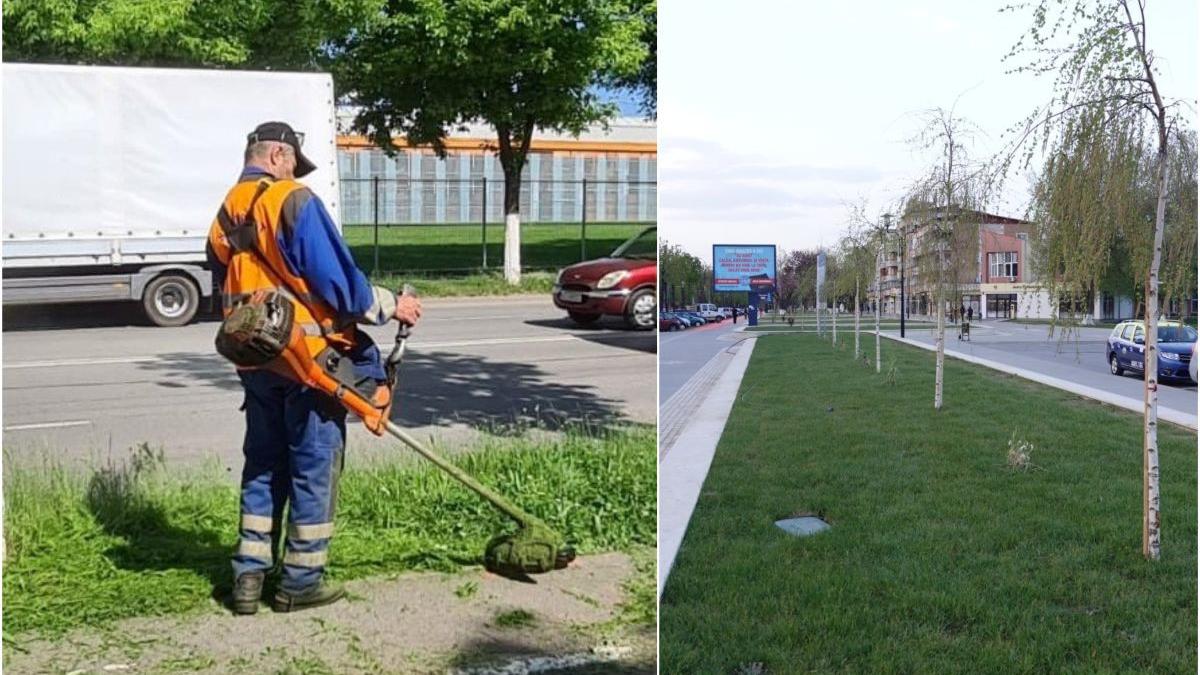 salariu nimeni nu vrea taie iarba hunedoara spor periculozitate