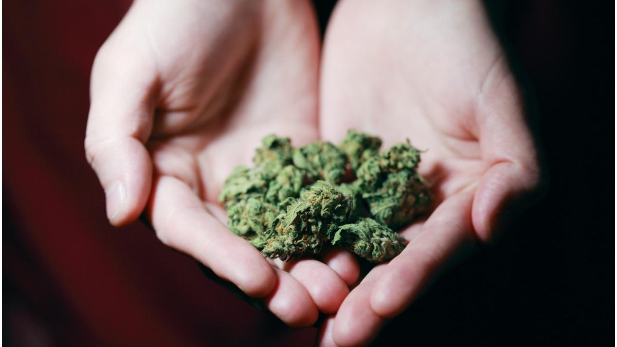 tara canbis gratuit gospodarii