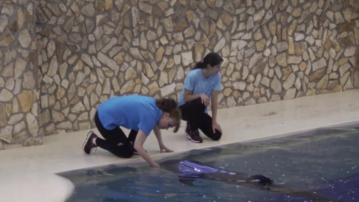 4 delfini 3 lei mare salvati harkov bombardat adusi tara noastra