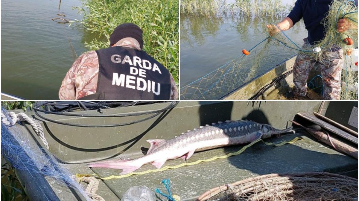 garda nationala de mediu razie dunare kilograme peste