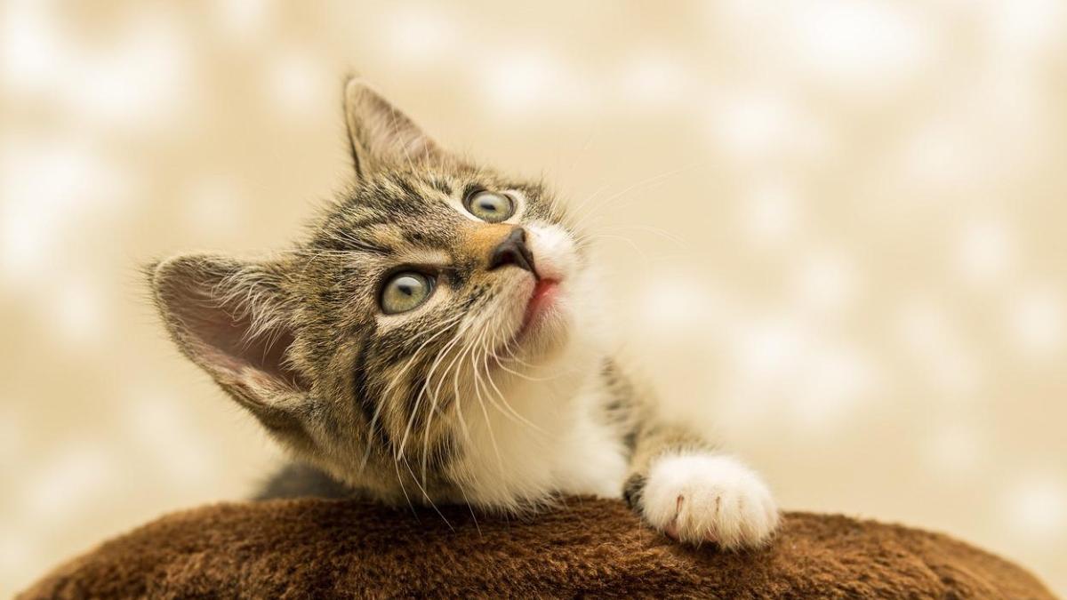 cresc pedepse 7 ani cruzime animale neglijenta