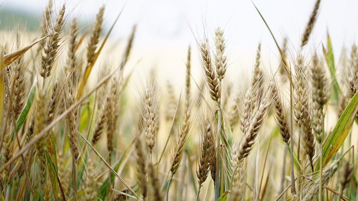 prima tara din lume autorizeaza plantare grau modificat genetic