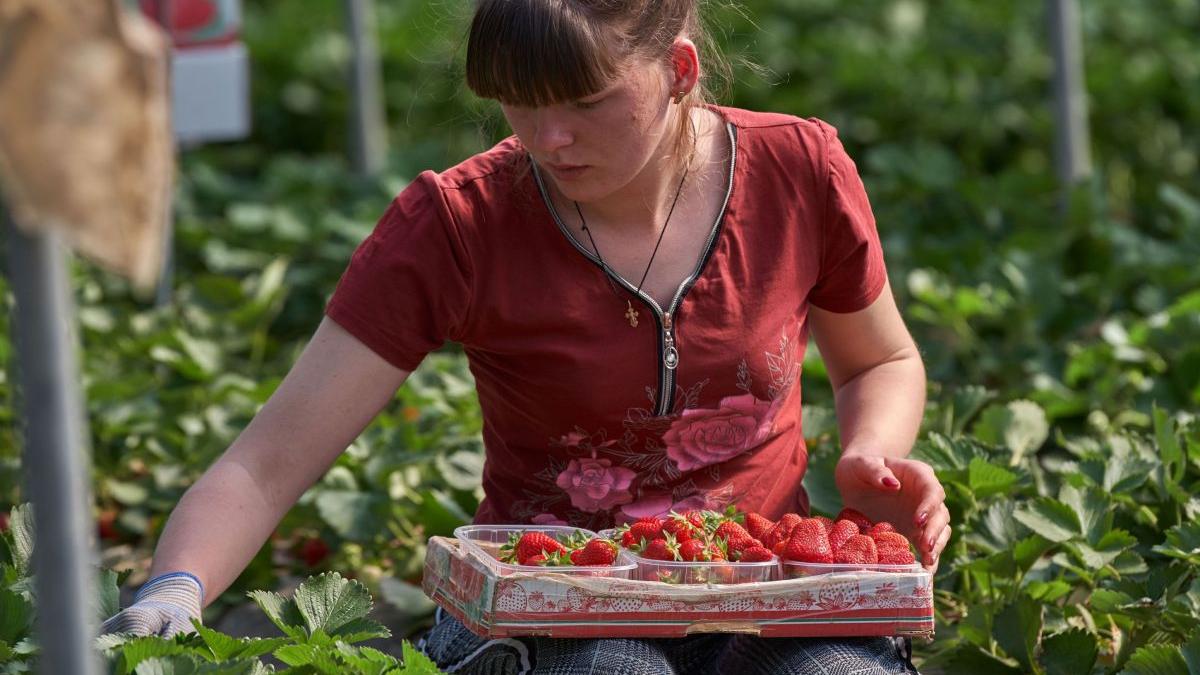 capsunari romani nu mai vor la munca sfarsit epoca italia