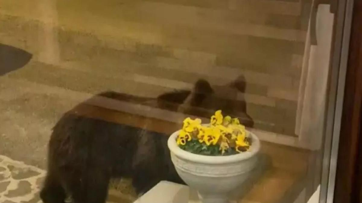 urs curte pensiune restaurant predeal turisti frica