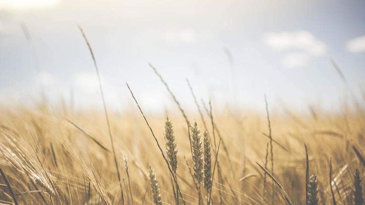 grau scump pret tona europa