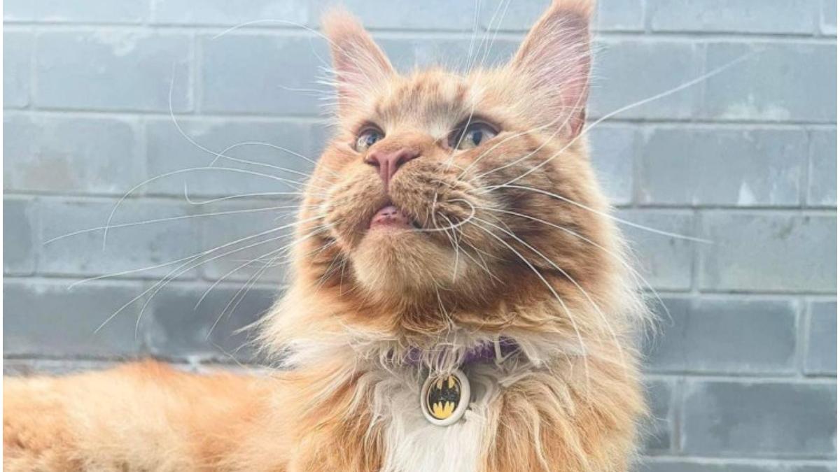 o pisica furata rusi regesit stapani ucraineni 80 zile calatorie 600 km