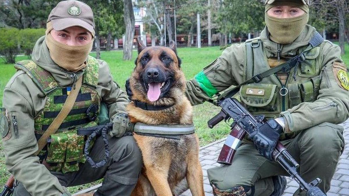 rusi bucks caine militar mykolaiv ucraineni ciobanesc belgian