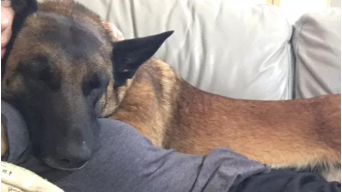 un caine ajuns erou zbate viata moarte luptat puma salvare stapana