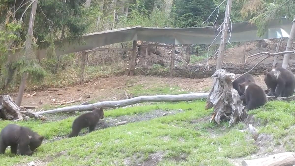 imagini grup ursuleti gradinita orfelinatul de ursi muncii hasmas