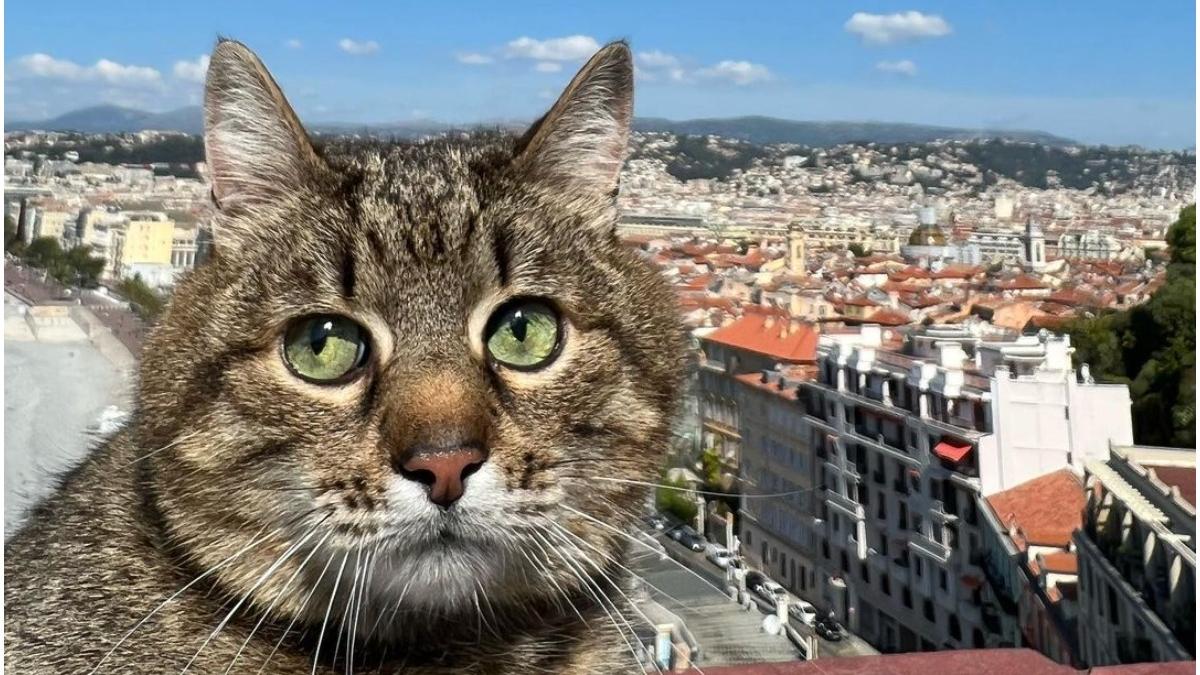 pisica stepan simbol razboi ucraina influencer