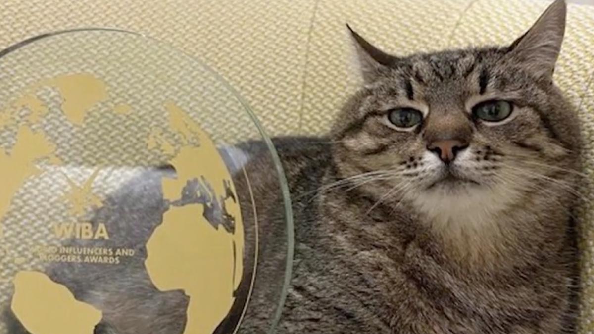 motanul stepan simbol ucraina star instagram premiat cannes