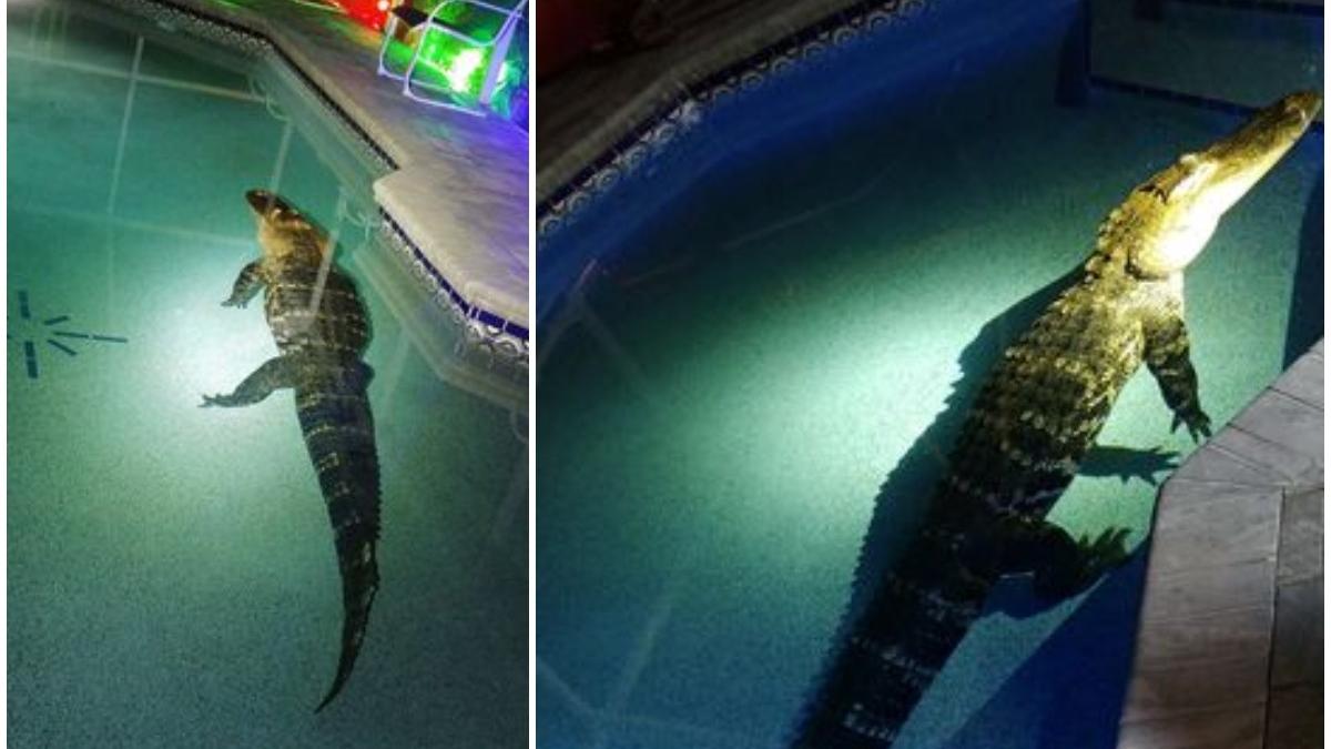 imagini inedite un aligator de 550 de kilograme face o baie in piscina unei familii din florida