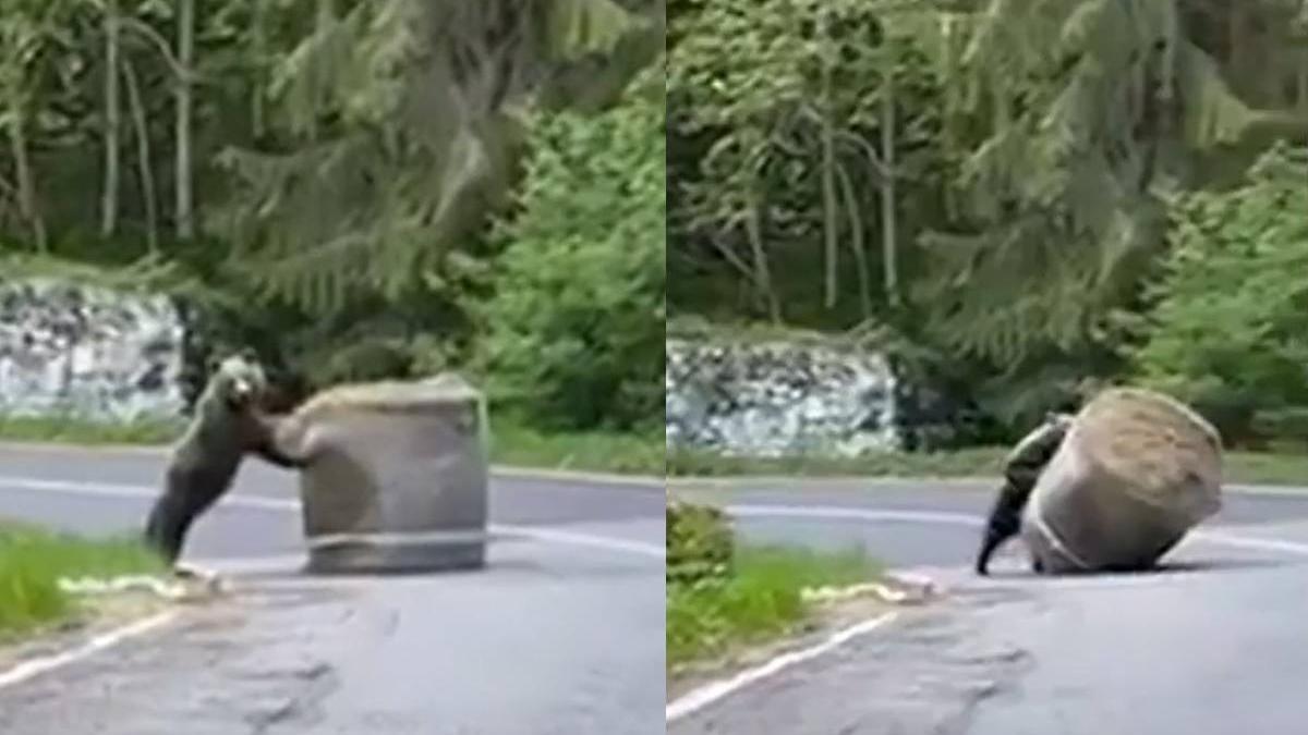 surpriza participanti raliu arges pui urs jucat sosea balot paie