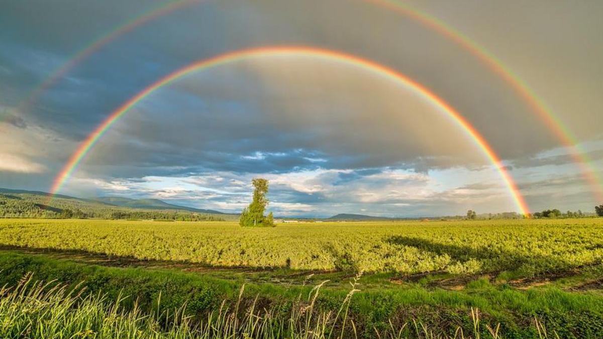 elena mateescu director anm