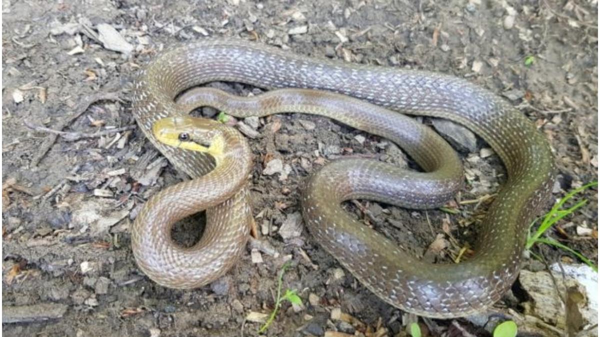 cel mai mare sarpe din estul romania