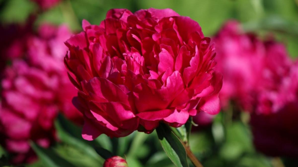 petitia pentru declararea bujorului drept floarea nationala si simbol floral al romaniei