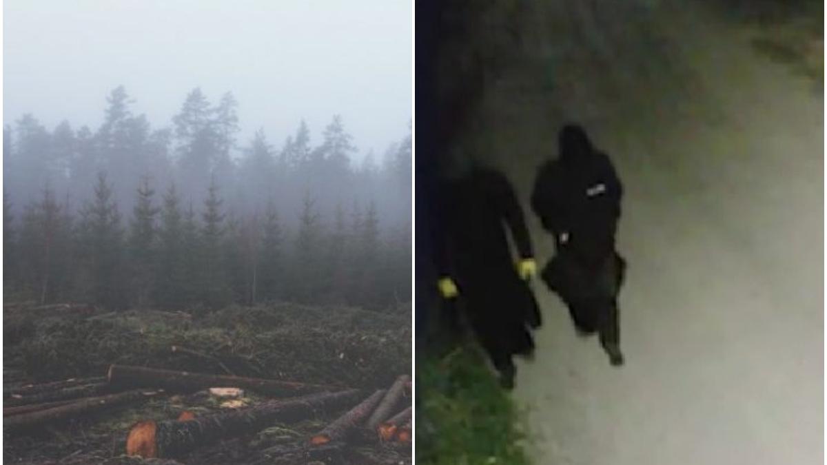 mafie lemn drumuri forestiere camere supraveghere