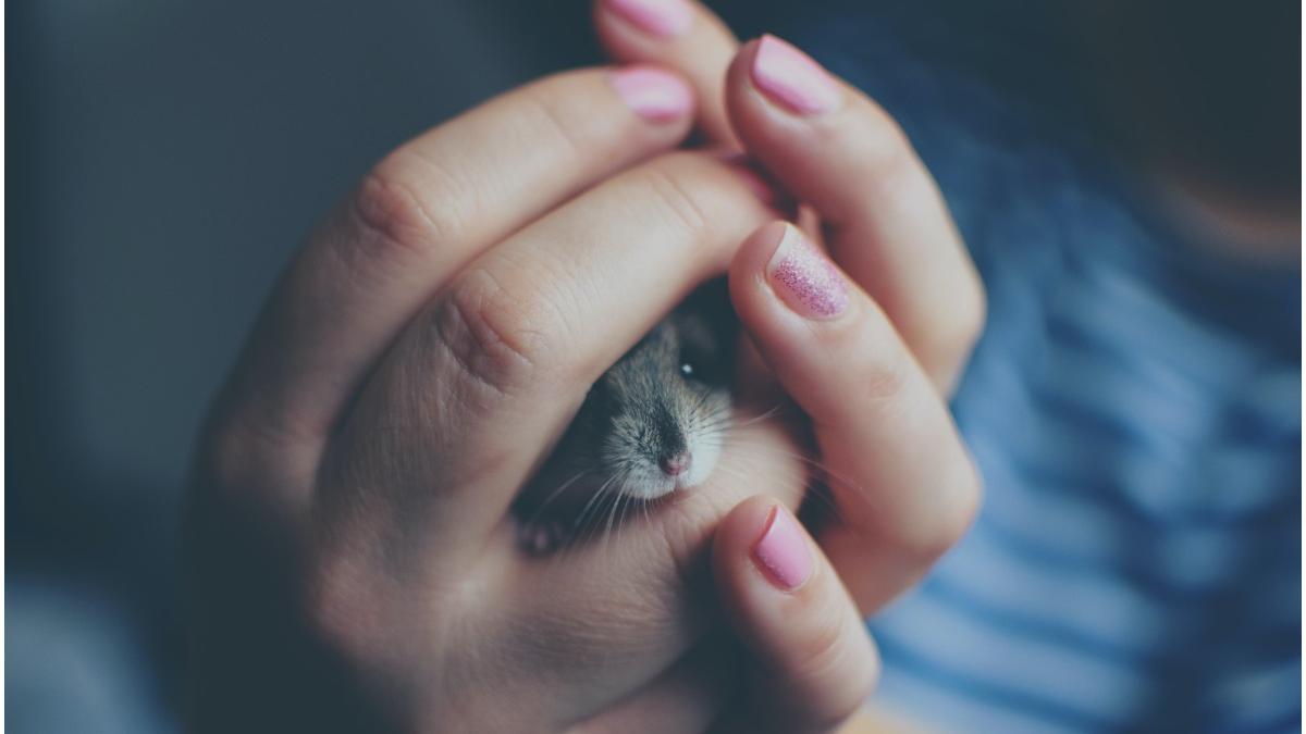 variola maimutei endemica europa animale companie