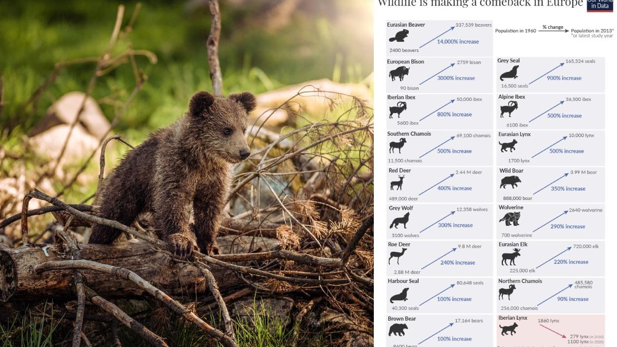 mamifere europa revenire spectaculoasa ultimii 50 ani