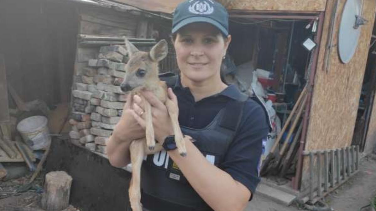 pui caprioara salvat politisti targu ocna politia multumeste barbat apelat 112