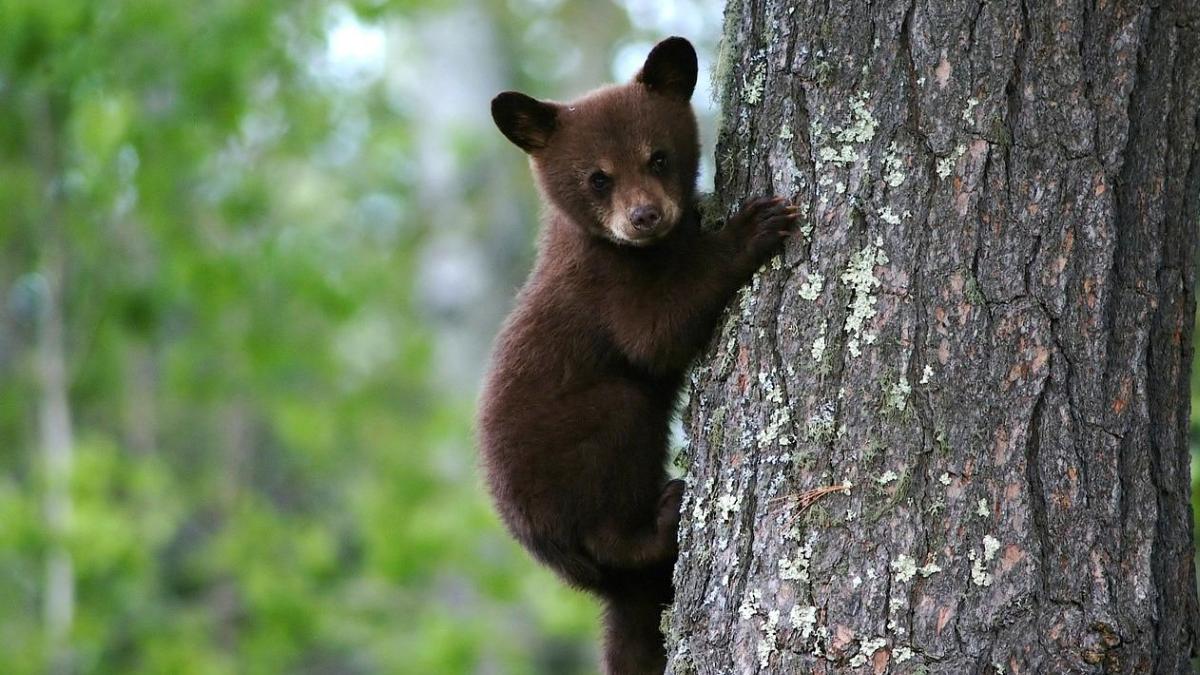 cifre alarmante braconaj pescuit ilegal raport national infractiuni specii salbatice