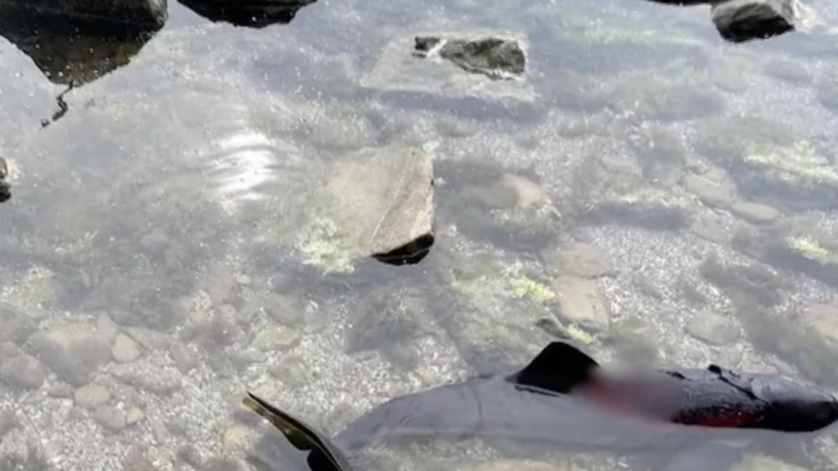 delfini marea neagra tarm romania bulgaria arsuri grave infometati razboi ucraina