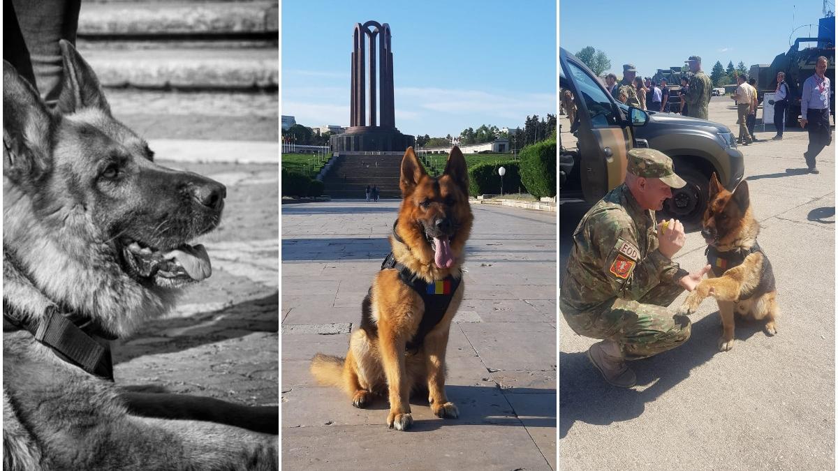 a murit dino ciobanescul german al mapn