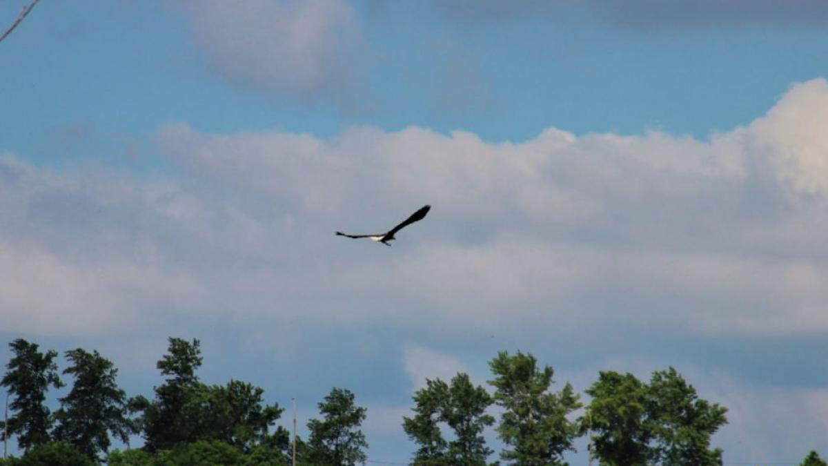 codalb pasare rapitoare rara romania